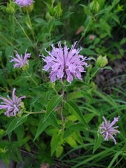Monarda fistulosa