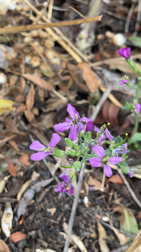 iNaturalist observation photo of garden radish