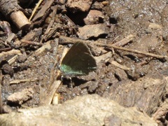 Callophrys affinis