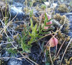 Astragalus chorinensis