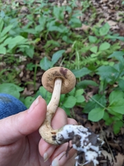 Leccinellum quercophilum