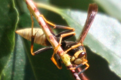 Polistes comanchus navajoe