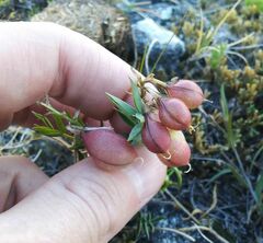 Astragalus chorinensis