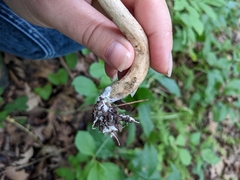 Leccinellum quercophilum