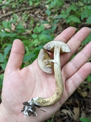 Leccinellum quercophilum