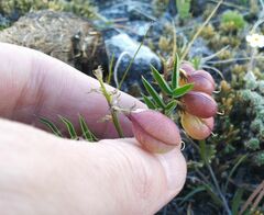 Astragalus chorinensis