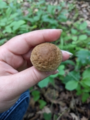 Leccinellum quercophilum
