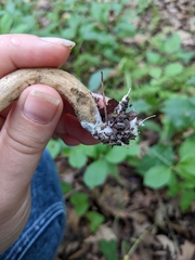 Leccinellum quercophilum