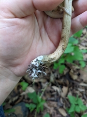 Leccinellum quercophilum