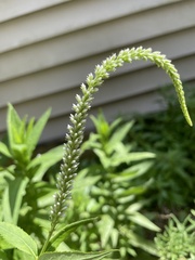 Veronicastrum virginicum