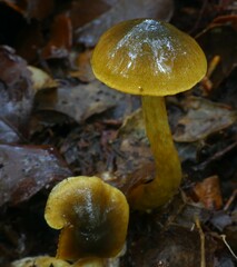 Cortinarius icterinoides