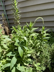 Veronicastrum virginicum