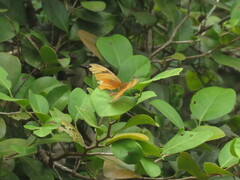 Dryas iulia iulia