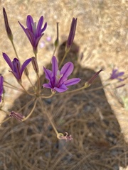 Brodiaea sierrae