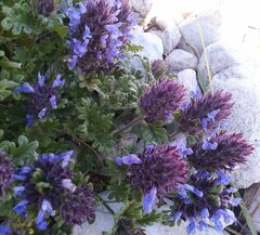 Dracocephalum pinnatum