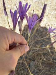 Brodiaea sierrae