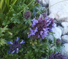 Dracocephalum pinnatum