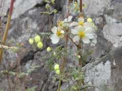 Begonia octopetala