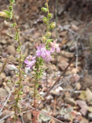 Sairocarpus vexillocalyculatus vexillocalyculatus