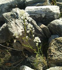 Smelowskia alba