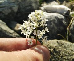 Smelowskia alba