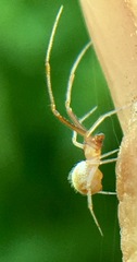 Theridion dilutum