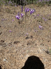 Brodiaea sierrae