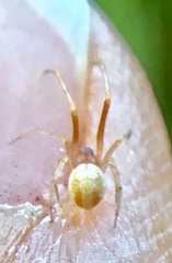 Theridion dilutum