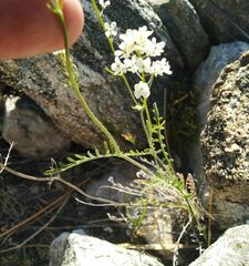Smelowskia alba