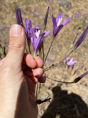 Brodiaea sierrae
