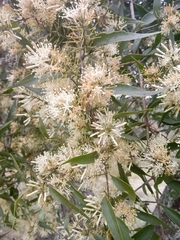 Tripodanthus acutifolius
