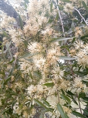 Tripodanthus acutifolius