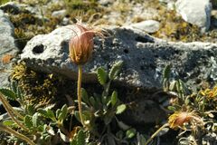 Dryas sumneviczii
