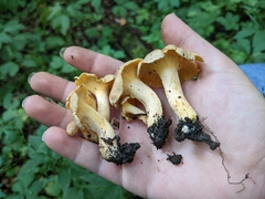 Cantharellus chicagoensis