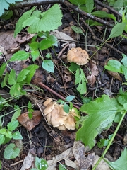 Cantharellus chicagoensis