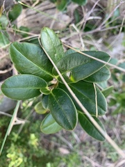 Alyxia buxifolia