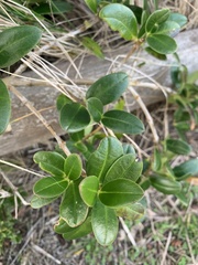 Alyxia buxifolia