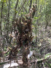 Leptocereus quadricostatus