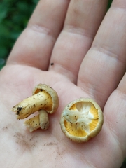 Cantharellus chicagoensis