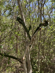 Leptocereus quadricostatus