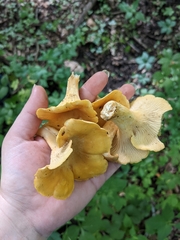 Cantharellus flavus