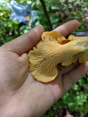 Cantharellus flavus