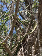 Selenicereus triangularis