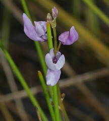 Utricularia benjaminiana
