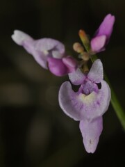 Utricularia benjaminiana