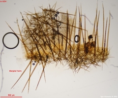 Cheilymenia stercorea