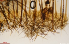 Cheilymenia stercorea