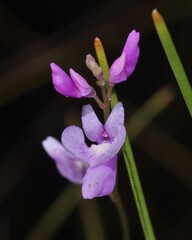 Utricularia benjaminiana