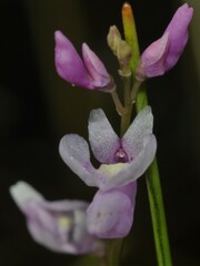 Utricularia benjaminiana