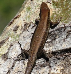 Trachylepis maculilabris